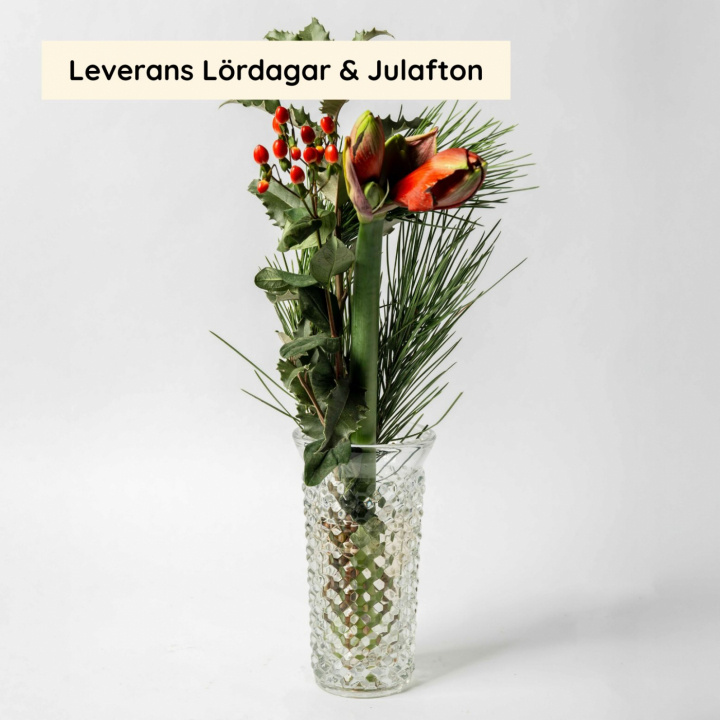 Julbukett i gruppen Alla produkter / Blommor hos Morgonexpressen (moex_julbukett)